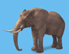 elefant fou